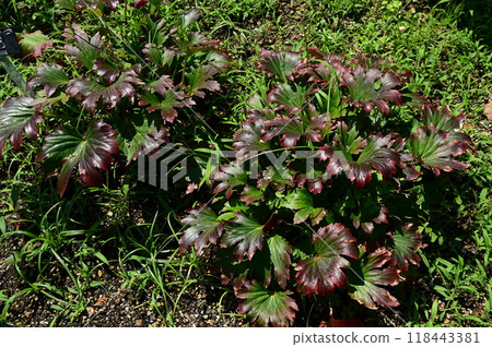 Mukdenia Karasuba（虎耳草科） 118443381