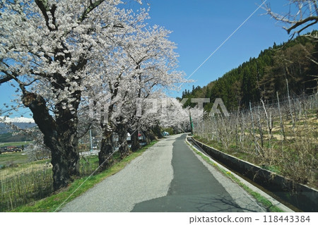 Cherry blossoms in full bloom, the Northern Alps, and the rural scenery of Omachi City, seen from the Chikuni Kaido (Salt Road), near Omachi City Civic Forest Cherry blossoms in full bloom, the Northern Alps, and the rural scenery of Omachi City, seen from the Chikuni Kaido (Salt Road), near Omachi City Civic Forest 118443384