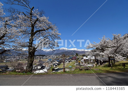 從仙國街道（鹽路）眺望盛開的櫻花和北阿爾卑斯山，大町市市民森林附近的田園風光 118443385