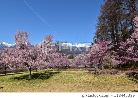 Omachi Civic Forest: Cherry blossoms in full bloom and the Northern Alps Omachi Civic Forest: Cherry blossoms in full bloom and the Northern Alps 118443389