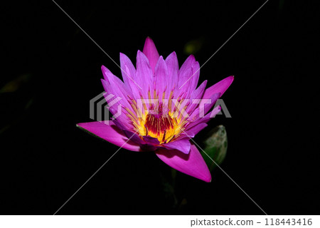 黑暗中的粉紅色睡蓮 黑暗中的粉紅色睡蓮 118443416