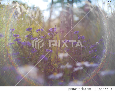 Autumn flowers and grass with blurred solar halo effect. An optical phenomenon of circular rainbow. Bokeh effect of the sun light. Glow ring reflection in a camera lens Autumn flowers and grass with blurred solar halo effect. An optical phenomenon of circular rainbow. Bokeh effect of the sun light. Glow ring reflection in a camera lens 118443623