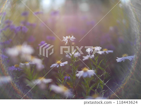 Autumn flowers and grass with blurred solar halo effect. An optical phenomenon of circular rainbow. Bokeh effect of the sun light. Glow ring reflection in a camera lens 118443624