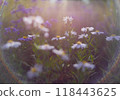 Autumn flowers and grass with blurred solar halo effect. An optical phenomenon of circular rainbow. Bokeh effect of the sun light. Glow ring reflection in a camera lens 118443625