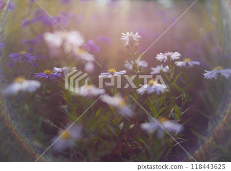 Autumn flowers and grass with blurred solar halo effect. An optical phenomenon of circular rainbow. Bokeh effect of the sun light. Glow ring reflection in a camera lens 118443625