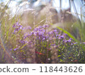 Autumn flowers and grass with blurred solar halo effect. An optical phenomenon of circular rainbow. Bokeh effect of the sun light. Glow ring reflection in a camera lens 118443626