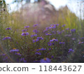 Autumn flowers and grass with blurred solar halo effect. An optical phenomenon of circular rainbow. Bokeh effect of the sun light. Glow ring reflection in a camera lens 118443627