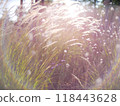 Autumn flowers and grass with blurred solar halo effect. An optical phenomenon of circular rainbow. Bokeh effect of the sun light. Glow ring reflection in a camera lens 118443628