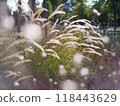 Autumn flowers and grass with blurred solar halo effect. An optical phenomenon of circular rainbow. Bokeh effect of the sun light. Glow ring reflection in a camera lens 118443629