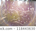 Autumn flowers and grass with blurred solar halo effect. An optical phenomenon of circular rainbow. Bokeh effect of the sun light. Glow ring reflection in a camera lens 118443630