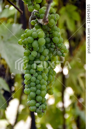 Ripe green grapes on branches in a home vineyard 118443635