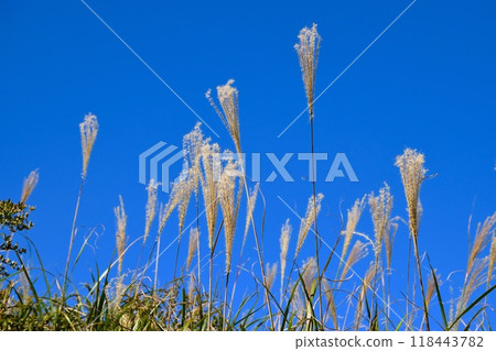 東伊豆稻取細野高原的蒲葦 118443782
