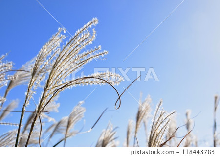 Silver grass of Inatori Hosono Plateau, Higashiizu 118443783