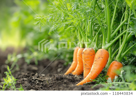 Carrot harvest in the garden. Ai generative 118443834