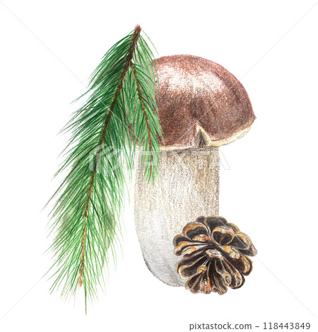 Porcini mushroom, pine branch and a pine cone watercolor composition isolated on white. High quality hand painted plant design element perfect for cards, banners, posters, patterns, autumn decor 118443849