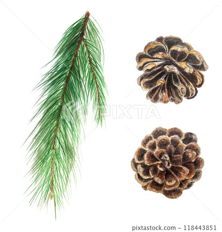 Pine branch and pine cones watercolor hand painted plant design element set isolated on white. High quality illustration perfect for cards, banners, posters, patterns, Christmas and New Year decor Pine branch and pine cones watercolor hand painted plant design element set isolated on white. High quality illustration perfect for cards, banners, posters, patterns, Christmas and New Year decor 118443851