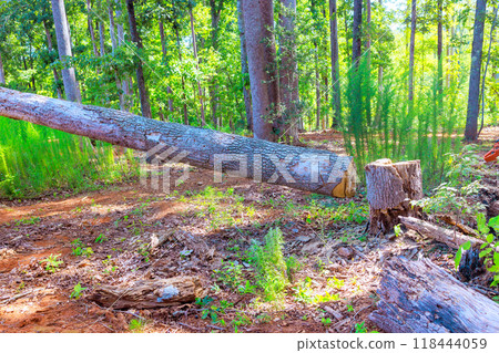 Forester saws large, old, damaged tree using chainsaw while performing sanitary pruning operation Forester saws large, old, damaged tree using chainsaw while performing sanitary pruning operation 118444059