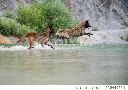 Belgian malinois shepherd jumping in the lake water Belgian malinois shepherd jumping in the lake water 118444214