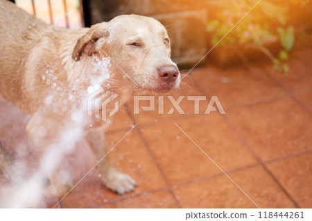 Dog avoid spray water Dog avoid spray water 118444261