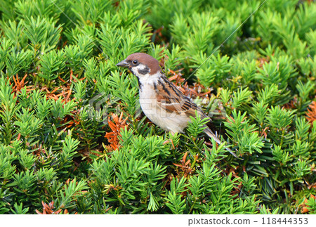 A sparrow searching for food in a hedge in Hokkaido A sparrow searching for food in a hedge in Hokkaido 118444353