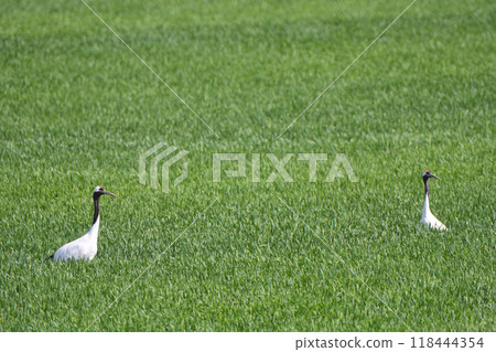 A red-crowned crane walking through a wheat field in early summer in Hokkaido A red-crowned crane walking through a wheat field in early summer in Hokkaido 118444354
