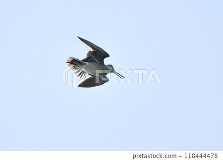 A Latham's Snipe performing a display flight in the Hokkaido sky A Latham's Snipe performing a display flight in the Hokkaido sky 118444478
