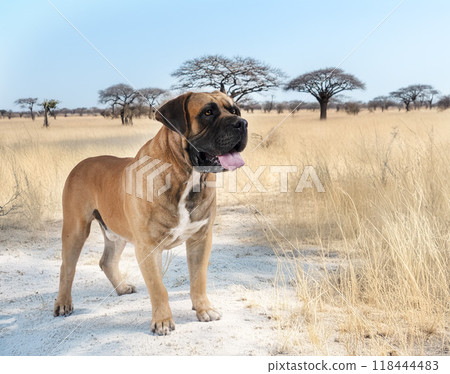 Boerboel in africa 118444483