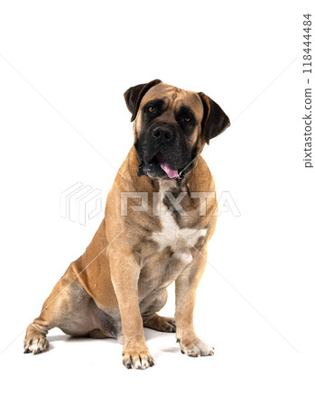 Boerboel in studio Boerboel in studio 118444484