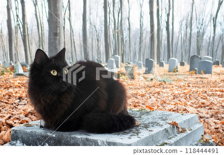 crossbred of maine coon and halloween crossbred of maine coon and halloween 118444491
