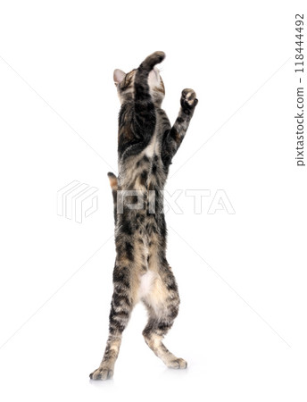 little cat in studio 118444492