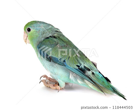 Pacific parrotlet in studio Pacific parrotlet in studio 118444503