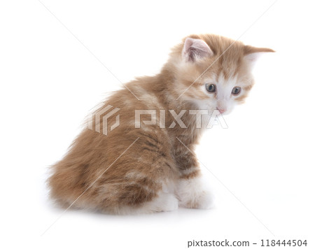 young Kurilian Bobtail in studio young Kurilian Bobtail in studio 118444504
