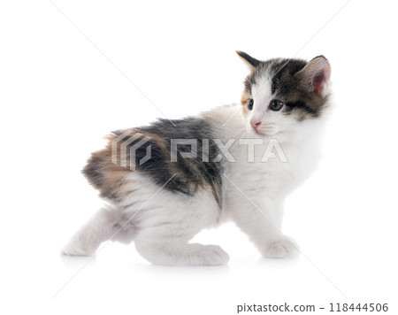 young Kurilian Bobtail in studio young Kurilian Bobtail in studio 118444506