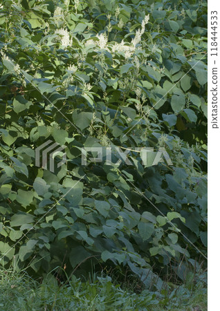 Reynoutria Sakhalin flowers in an autumh park Reynoutria Sakhalin flowers in an autumh park 118444533