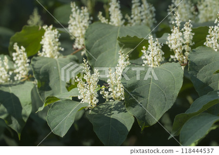 Reynoutria Sakhalin flowers in an autumh park Reynoutria Sakhalin flowers in an autumh park 118444537