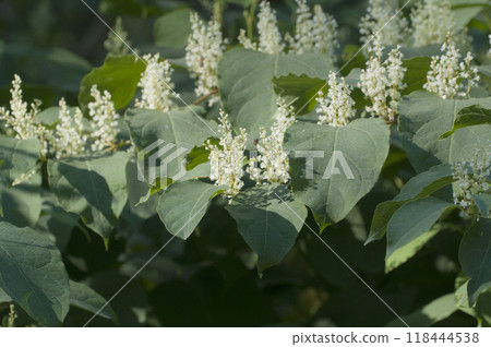 Reynoutria Sakhalin flowers in an autumh park Reynoutria Sakhalin flowers in an autumh park 118444538