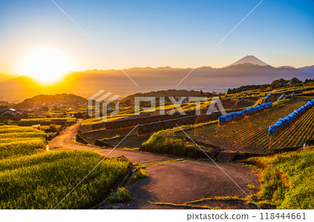 [山梨縣]收穫季節的中野梯田和日出時的富士山 118444661