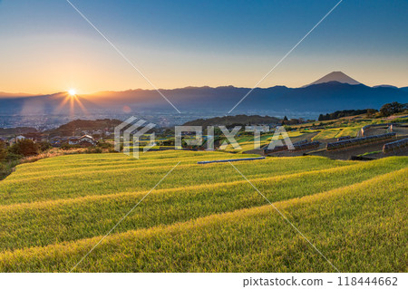 [山梨縣]收穫季節的中野梯田和日出時的富士山 118444662