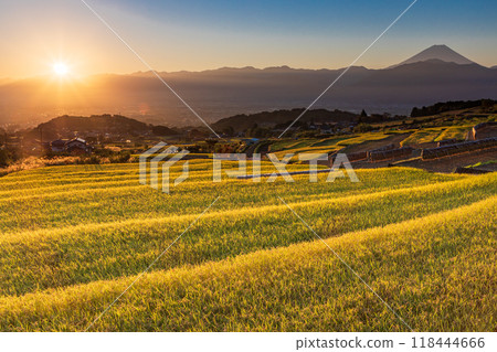 [山梨縣]收穫季節的中野梯田和日出時的富士山 118444666