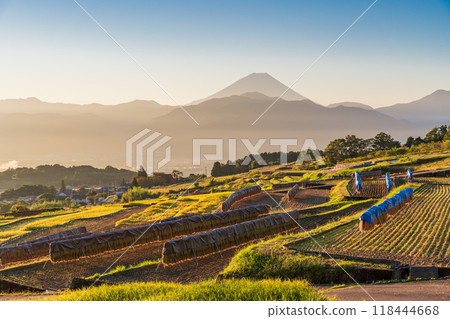[Yamanashi Prefecture] Nakano rice terraces during harvest season and Mt. Fuji at sunrise 118444668