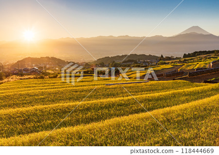 [Yamanashi Prefecture] Nakano rice terraces during harvest season and Mt. Fuji at sunrise 118444669