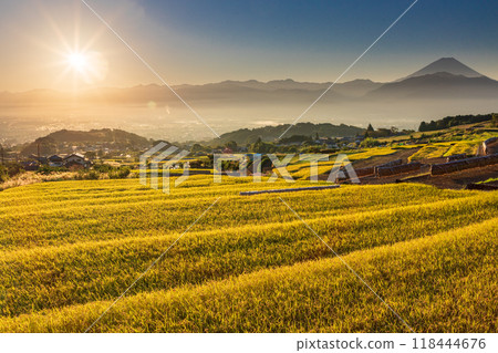 [Yamanashi Prefecture] Nakano rice terraces during harvest season and Mt. Fuji at sunrise 118444676