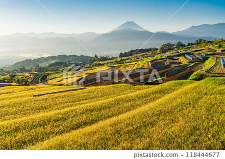 [Yamanashi Prefecture] Nakano rice terraces during harvest season and Mt. Fuji at sunrise 118444677
