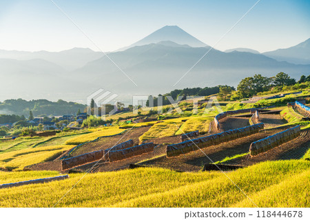 [山梨縣]收穫季節的中野梯田和日出時的富士山 118444678