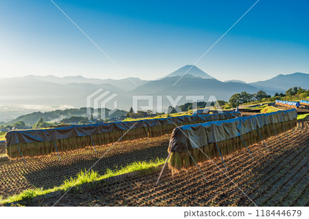 [山梨縣]收穫季節的中野梯田和日出時的富士山 118444679