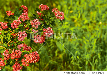 Gardening,lanfscaping.Red flowers of decorative hawthorn 118444921