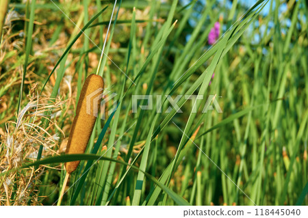 Brown reeds among the thickets of river canes Brown reeds among the thickets of river canes 118445040