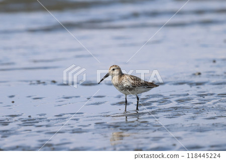 A sandpiper gazing out to sea on a sandy beach at low tide A sandpiper gazing out to sea on a sandy beach at low tide 118445224