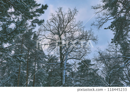 Oak,pines.Silence and serenity in a winter park with large pine trees 118445233