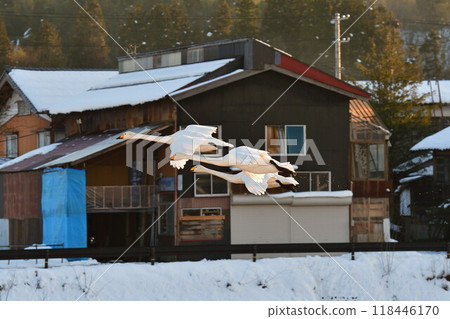 五十嵐川和白鳥（新潟縣） 118446170